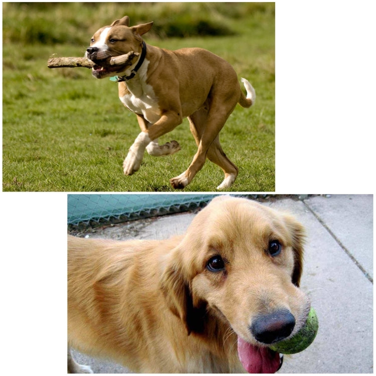 PULUZ Hound Dog Fetch Harness Adjustable Chest Strap Mount for GoPro, Insta360, DJI and Other Action Cameras, Dog Chest Strap