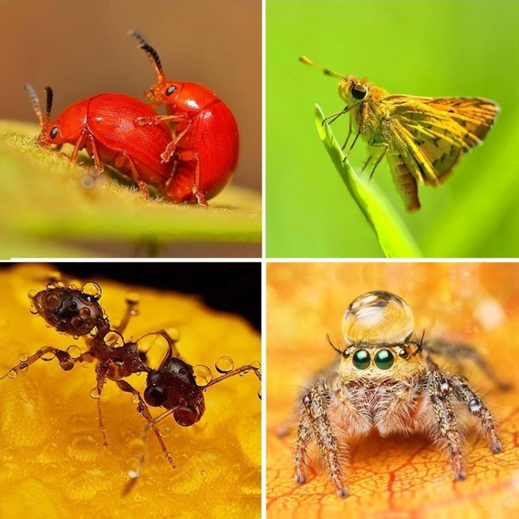 6 in 1 58mm Close-Up Lens Filter Macro Lens Filter + Filter Adapter Ring for GoPro HERO3, 6 in 1 58mm